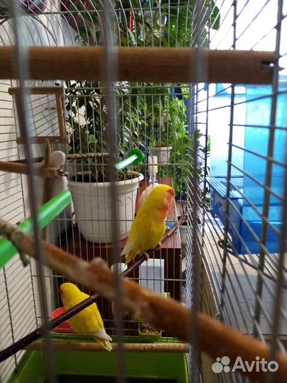 Попугай неразлучники с клеткой