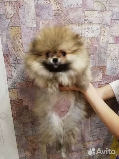 Щенки шпица