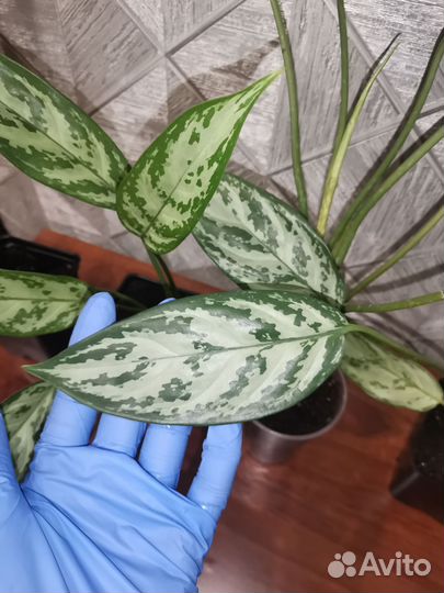 Аглаонема сильвер Квин
