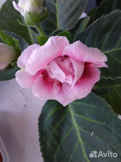 Глоксиния махровая цветущая