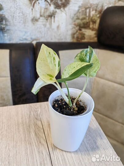 712. Комнатные растения