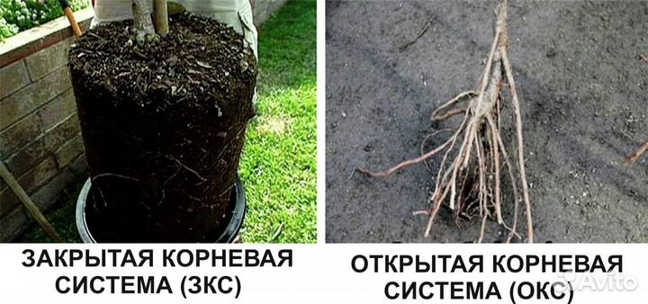 Саженцы плодовых деревьев с зкс