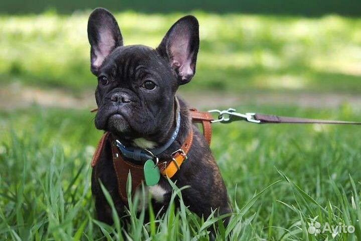 Выгул собак