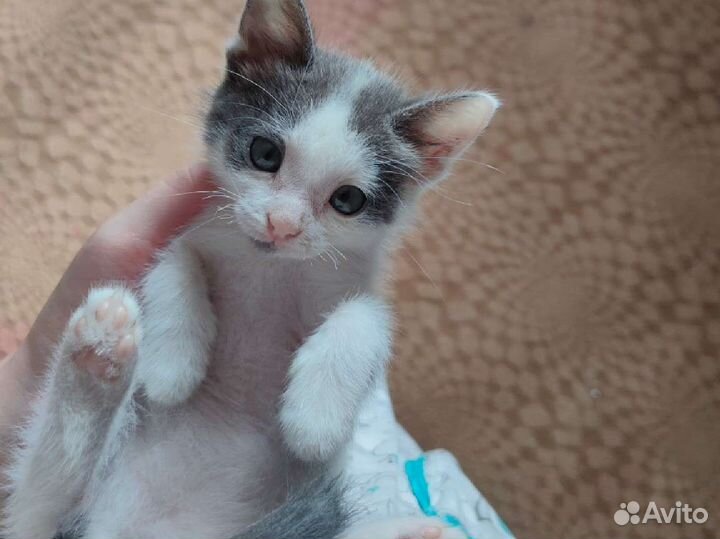 Котенок девочка