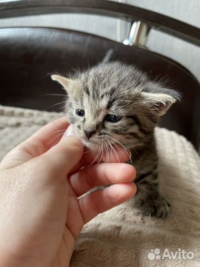 Котенок девочка в добрые руки