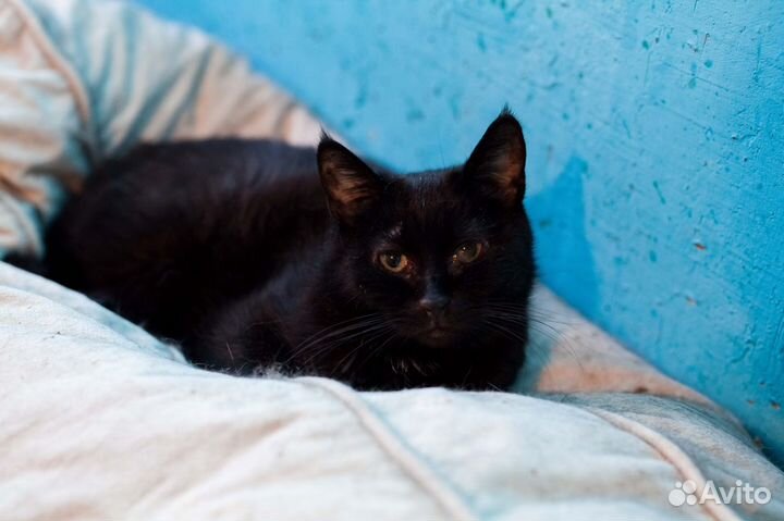 Котик Бруно в добрые руки