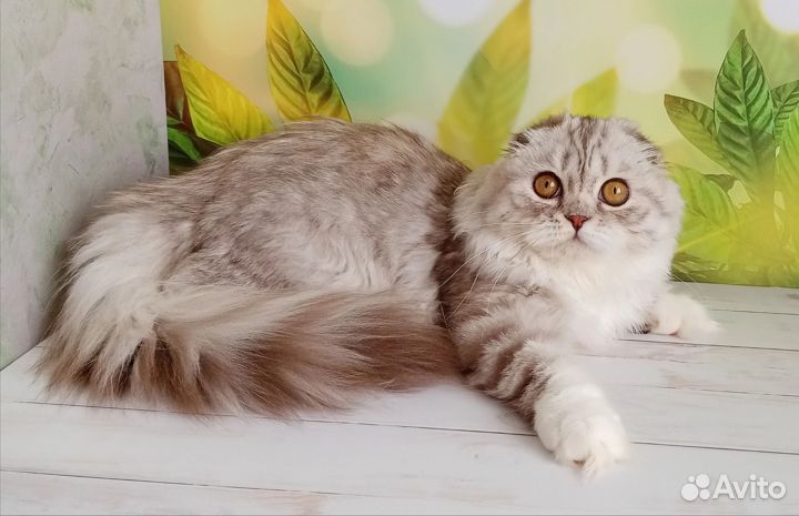 Шотландская вислоухая кошка