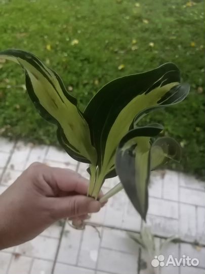 Хоста Булфрог