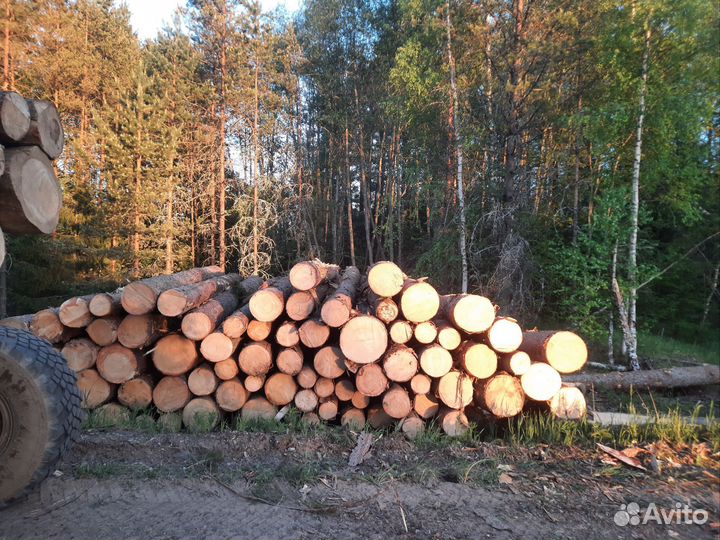 Ёлка кругляк пиловочник