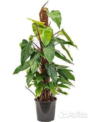 Филодендрон Ред Эмеральд