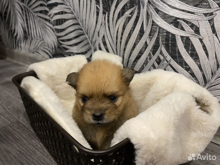 Щенки шпица