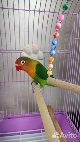 Попугай Фишер