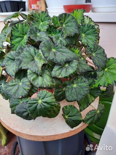 Бегония ампельная