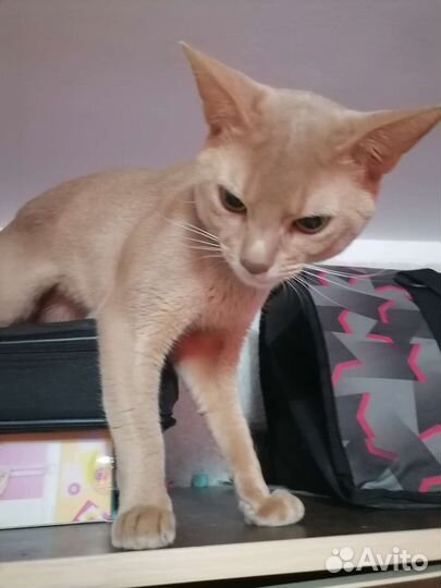 Абиссинец (вязка)