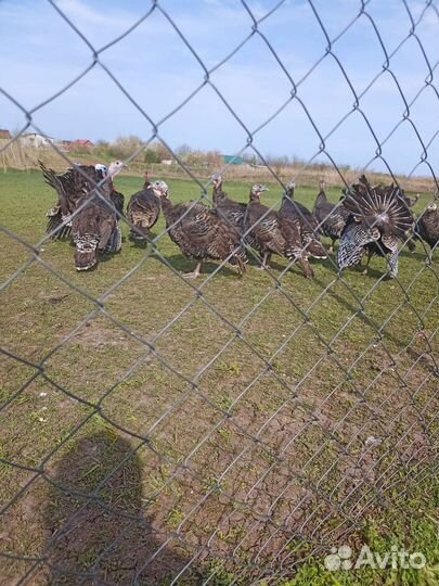 Продаются индюшата