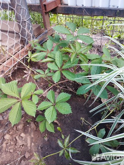 Саженцы девичий виноград