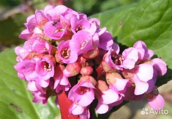 Бадан толстолистный