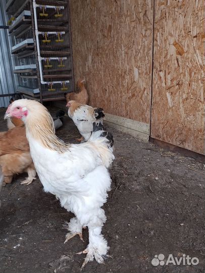 Петухи породы брама