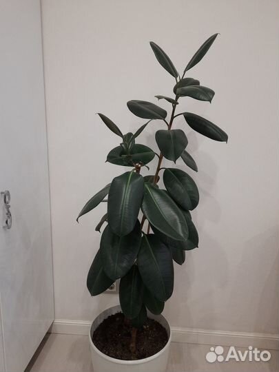 Цветы напольные (фикусы)