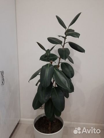 Цветы напольные (фикусы)