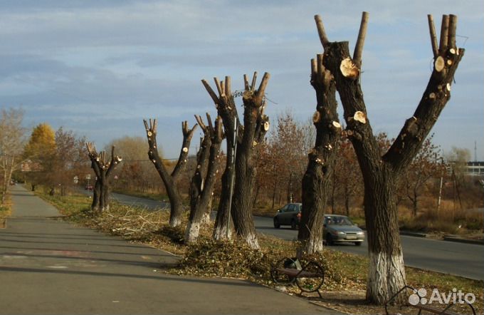 Спил деревьев.Обрезка.Арборист.Вышка.Выезд