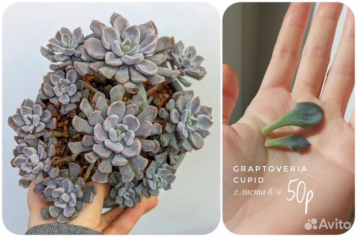 Суккуленты разные от