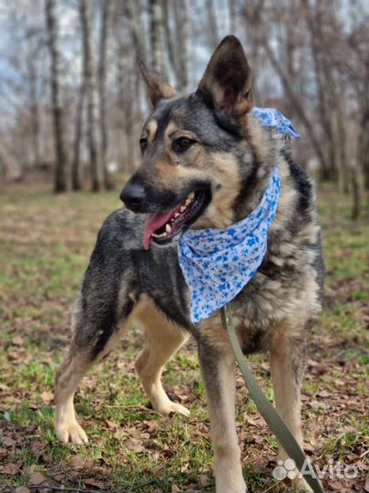 Спасите из приюта