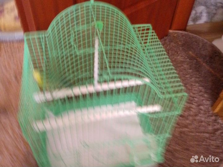 Волнистый попугай