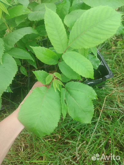 Саженцы маньчжурского ореха