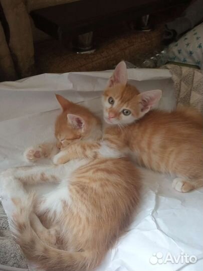 Кошки в добрые руки бесплатно