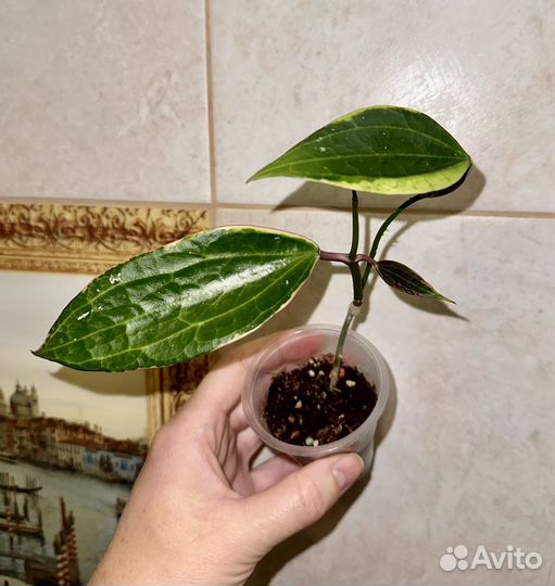 Хойи