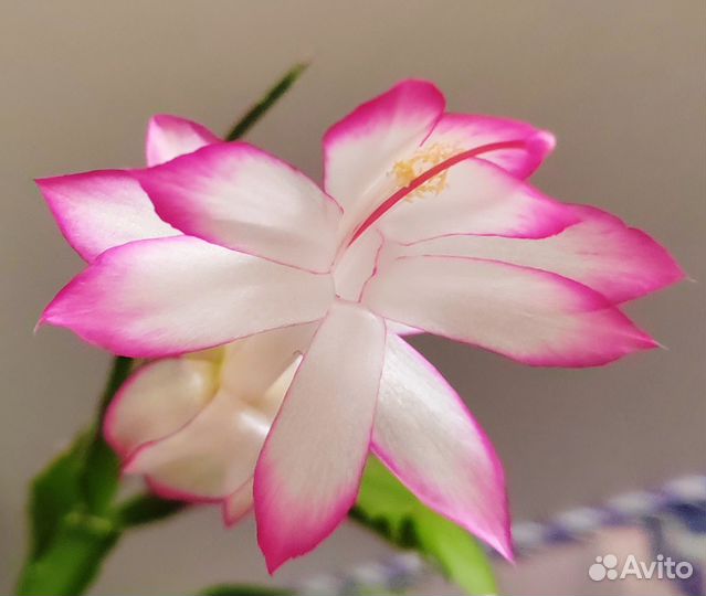 Шлюмбергера (декабрист)