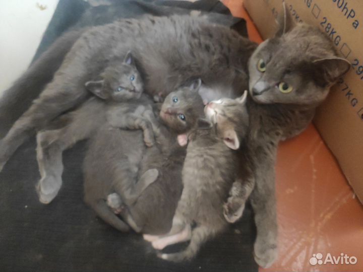 Котята в добрые руки