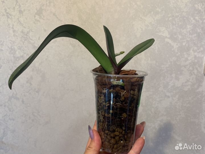 Орхидеи бабочки пелоры