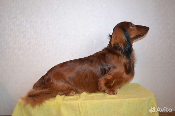 Длинношерстная такса-вязка