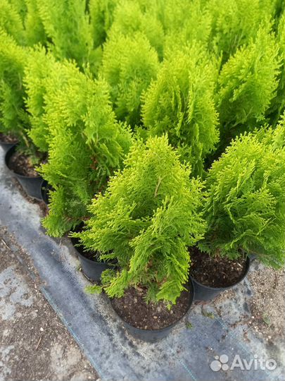 Туя восточная Ауреа нана