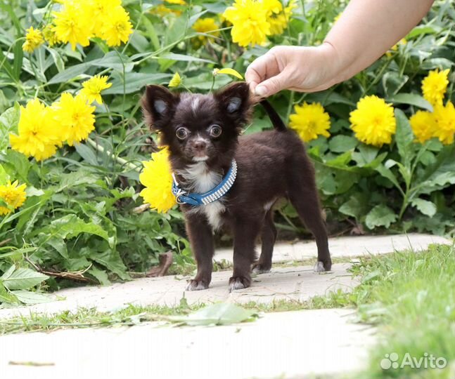 Мэйсон.Чихуахуа для Шоу и Души с доставкой