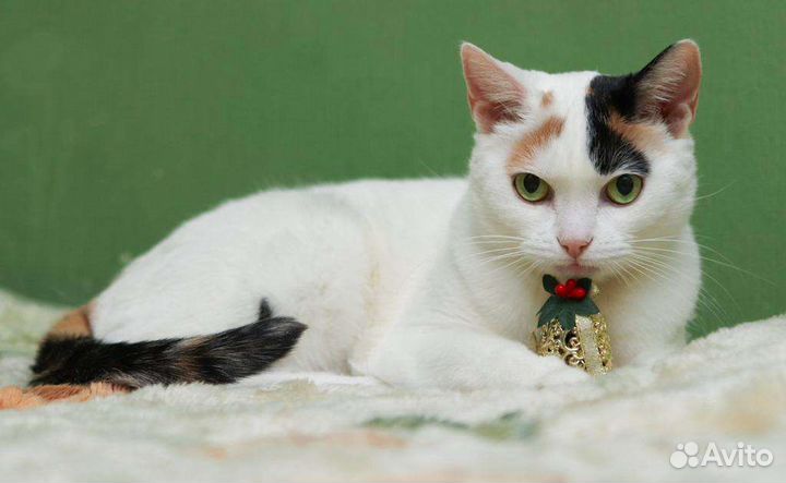 Кошка ищет дом