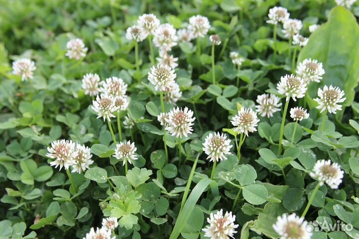 Клевер красный, семена