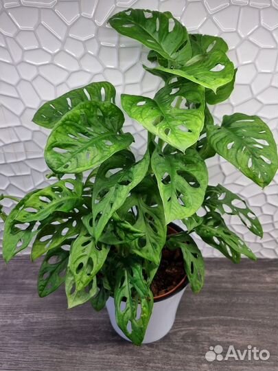 Монстера Манки Маск