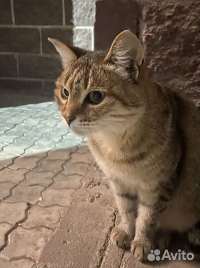 Кошка в дар Нужна помощь