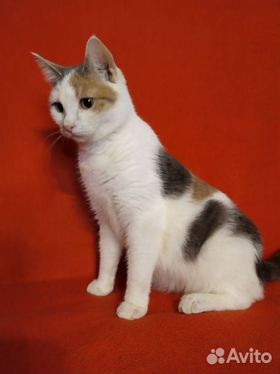 Добрая кошка в хорошие руки