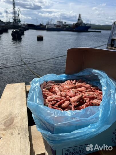 Креветка северная 90+