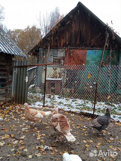 Индюк и индюшка