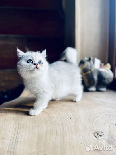 Котенок малышка серебристая шиншилла