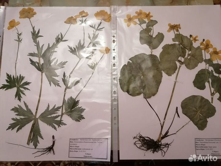 Гербарий растении