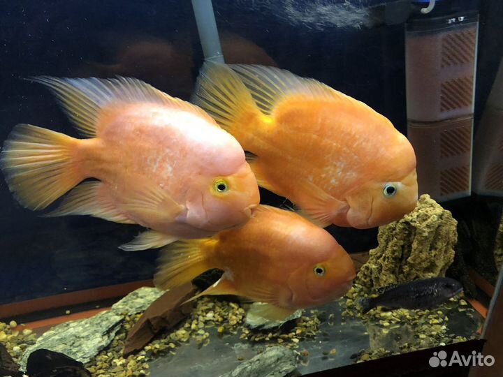 Аквариум с тумбой