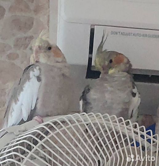 Попугай корелла