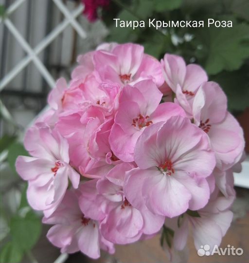 Пеларгония герань