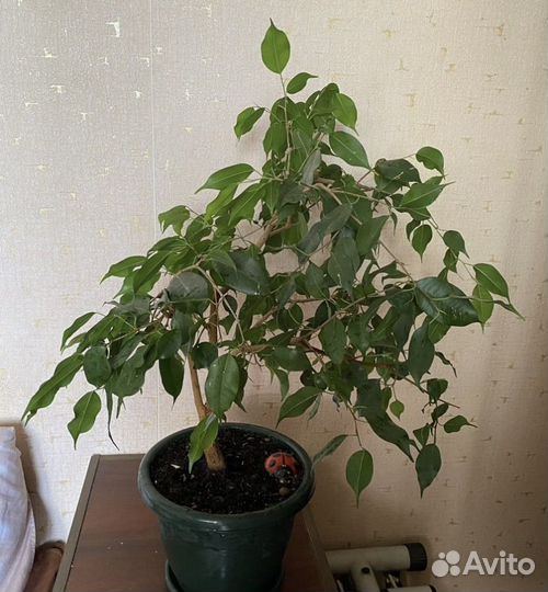 Фикус бенджамина большой